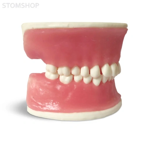 E38 – модель верхней и нижней челюсти с объемной десной для практики | GF Dental (Италия)