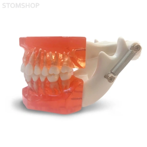 ETR1 – модель верхней и нижней челюсти для практики и демонстрации | GF Dental (Италия)