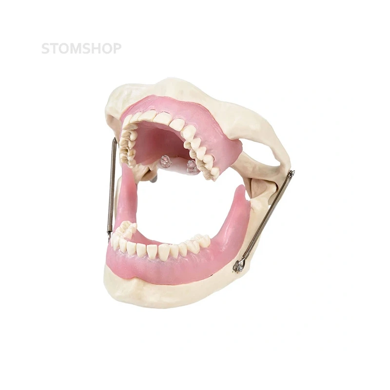 Модель челюсти для практики проведения местной анестезии | Dentalstore (Италия)