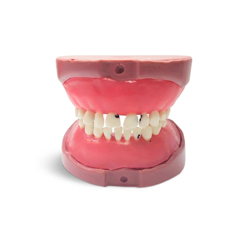 EK5 – модель верхней и нижней детской челюсти для практики | GF Dental (Италия)