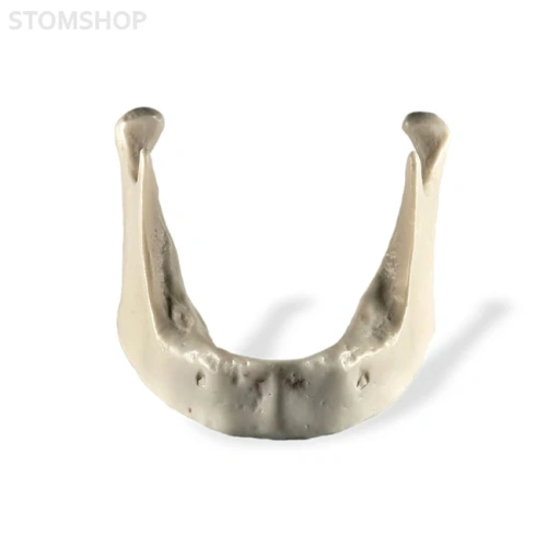 Модель кости нижней челюсти для проведения имплантации | Dentalstore (Италия)