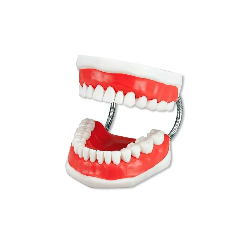 Toothbrushing Model - увеличенная демонстрационная модель челюсти с большой зубной щеткой | Hager & Werken (Германия)
