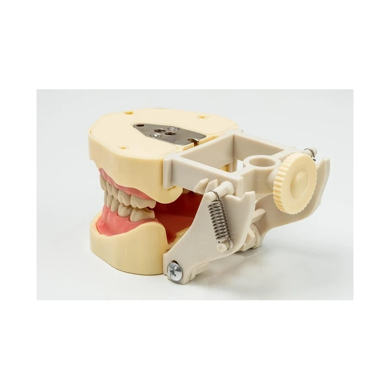 JG-Y3 - фантомная челюсть | Foshan Jingle Medical Equipment (Китай)