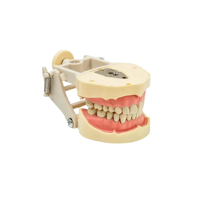 JG-Y3 - фантомная челюсть | Foshan Jingle Medical Equipment (Китай)
