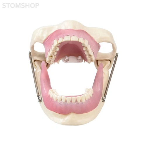 Модель челюсти для практики проведения местной анестезии | Dentalstore (Италия)