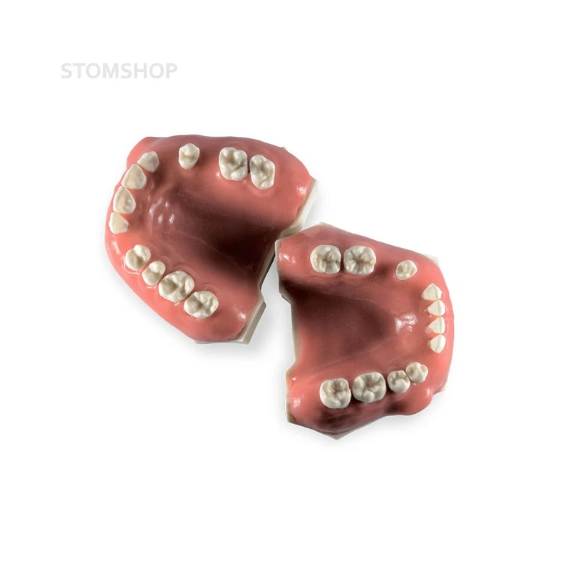 Модель верхней и нижней челюсти для отработки манипуляций в хирургической стоматологии | Dentalstore (Италия)