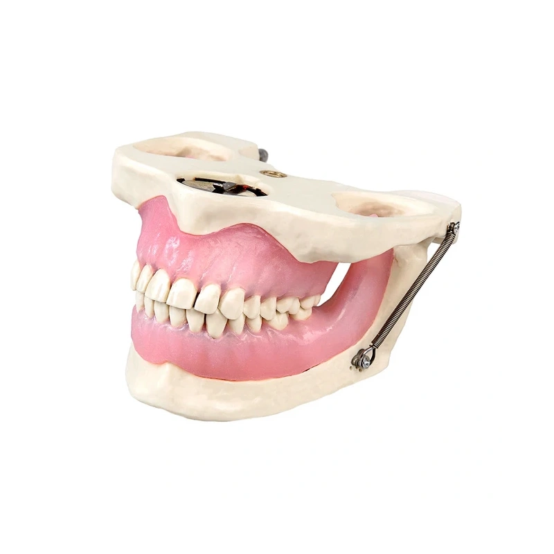 Модель челюсти для практики проведения местной анестезии | Dentalstore (Италия)