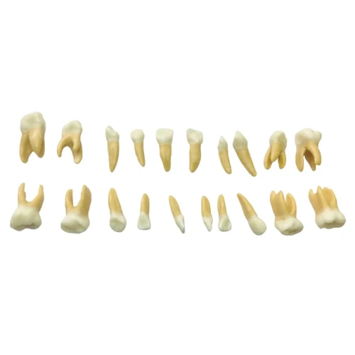 EK4T – комплект из 20 сменных детских зубов для фантомной челюсти | GF Dental (Италия)