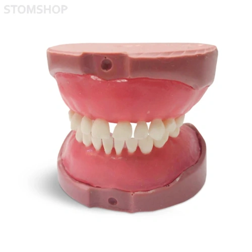 EK4 – модель верхней и нижней детской челюсти для практики | GF Dental (Италия)