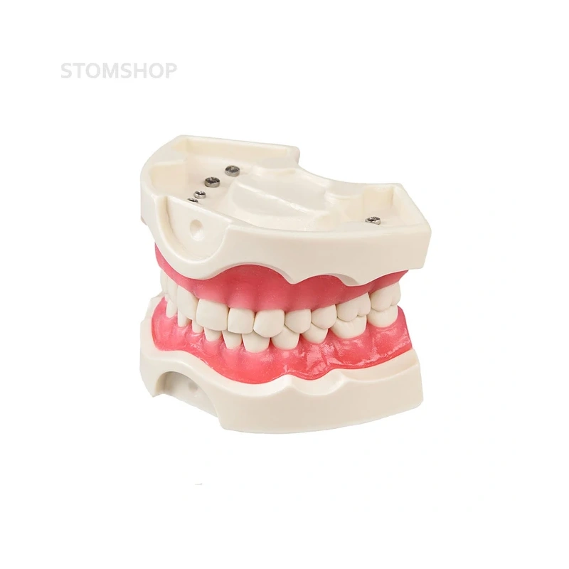 Модель верхней и нижней челюсти для крепления в фантомную голову, 28 зубов | Dentalstore (Италия)