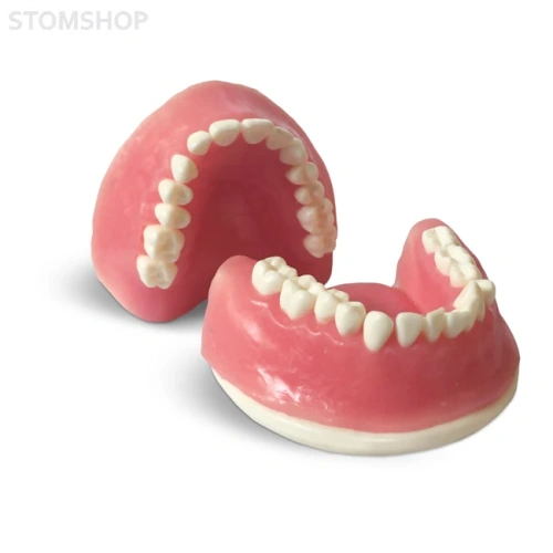 E38 – модель верхней и нижней челюсти с объемной десной для практики | GF Dental (Италия)