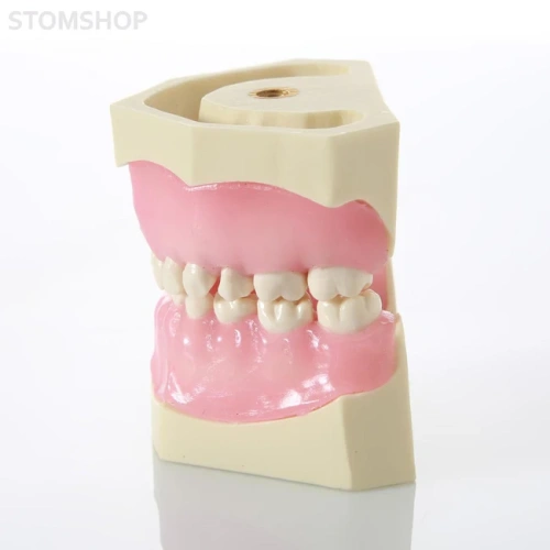 EK1 – модель верхней и нижней детской челюсти для практики | GF Dental (Италия)