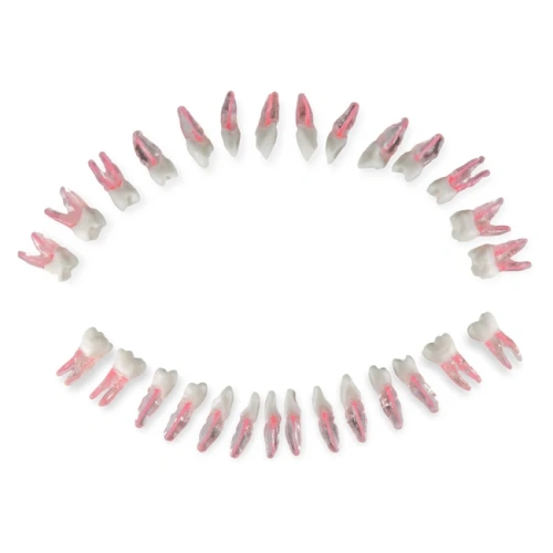 Комплект из 28 зубов для модели DS0980 | Dentalstore (Италия)