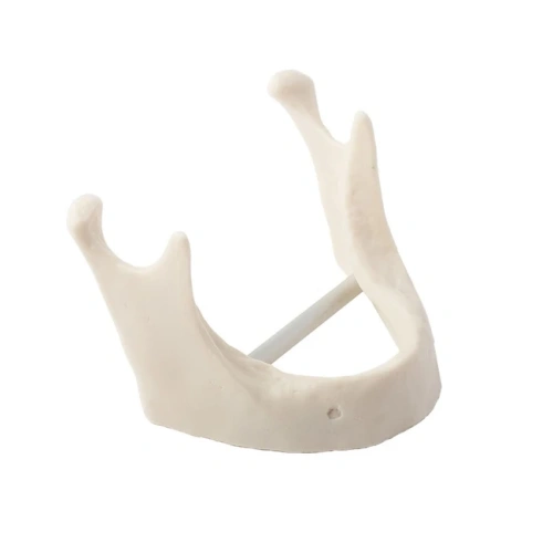 Модель кости нижней челюсти для проведения имплантации | Dentalstore (Италия)