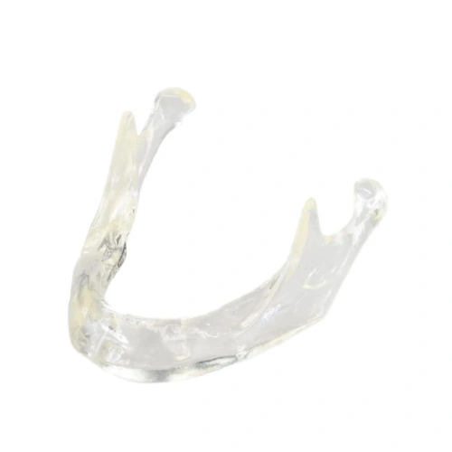 E81T – прозрачная модель нижней челюсти для демонстрации и практики | GF Dental (Италия)