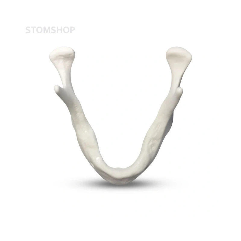 E81L – модель нижней челюсти для практики установки имплантатов | GF Dental (Италия)