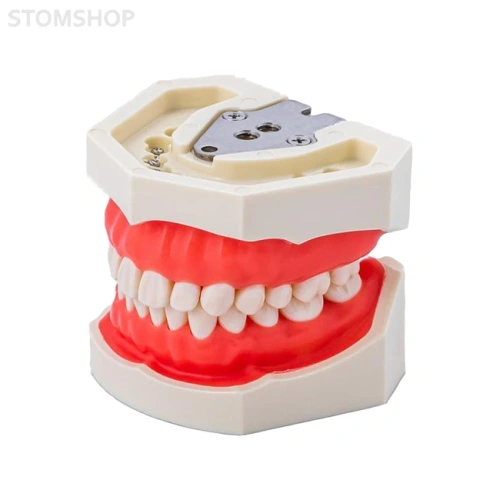 JG-Y1 - фантомная челюсть | Foshan Jingle Medical Equipment (Китай)