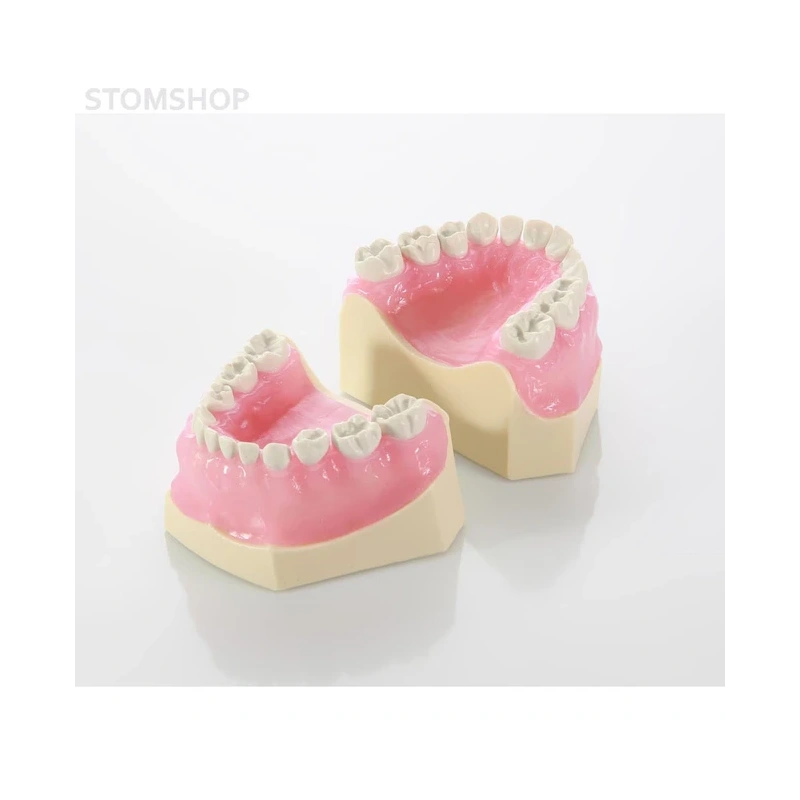 EK1 – модель верхней и нижней детской челюсти для практики | GF Dental (Италия)